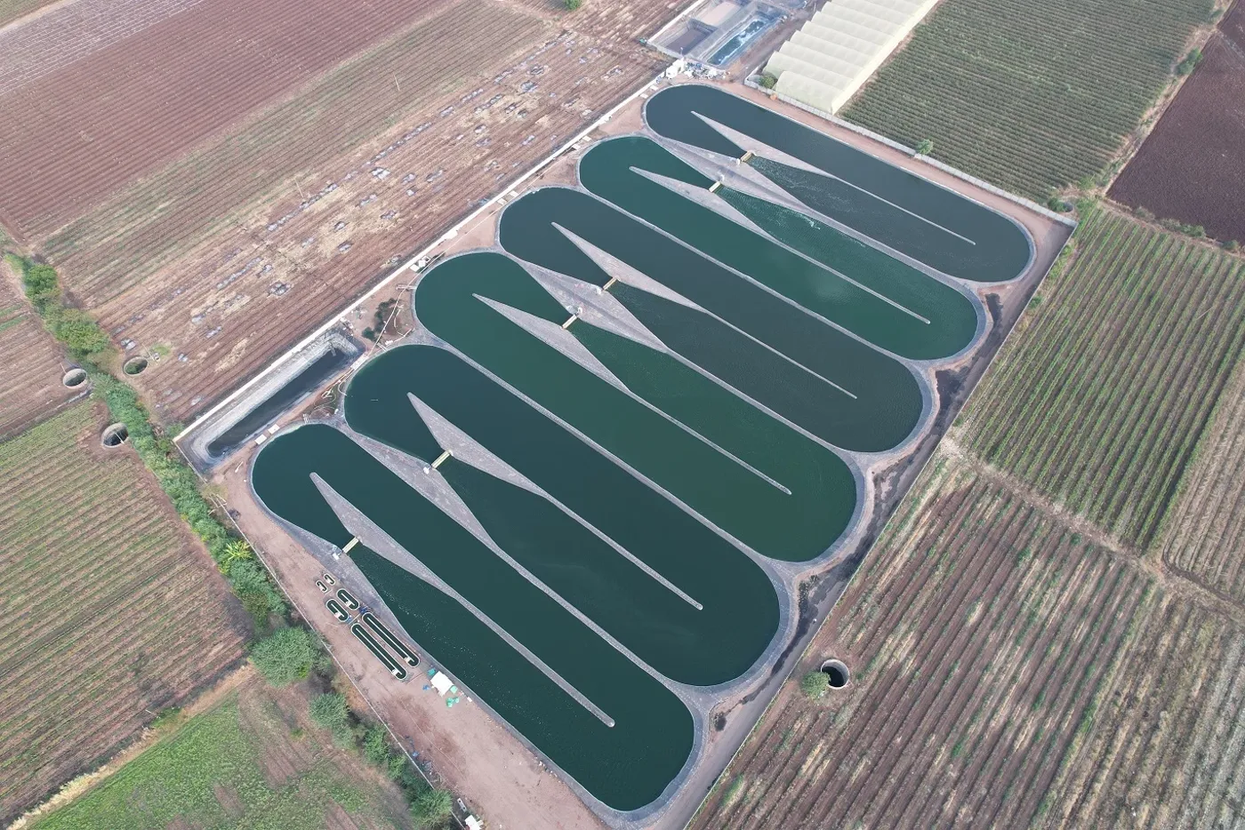 Open-pond microalgae cultivation system at Sahyadri Farms